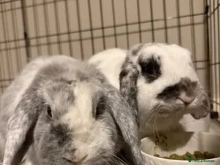 English Lop rabbits Pair of Lop Rabbits for rehoming - Advert 8