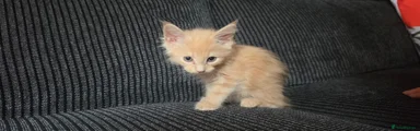 Maine Coon 3