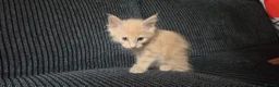 Maine Coon cats for sale: Main coon kittens  - Advert 3