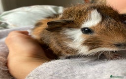 Guinea Pig rodents for sale: Two beautiful little brothers Brighton - Image 1