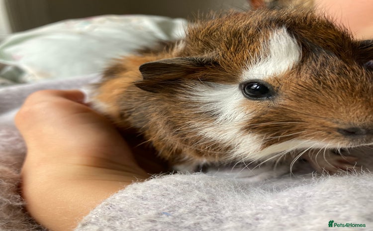 Guinea Pig rodents - Advert 2