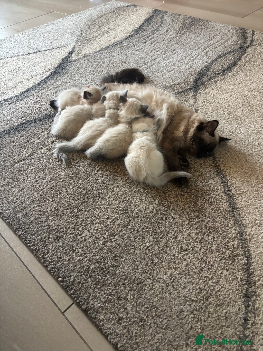 Ragdoll cats for sale: **Gorgeous Ragdolls**  - Advert 1