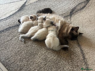 Ragdoll cats **Gorgeous Ragdolls** - Advert 1