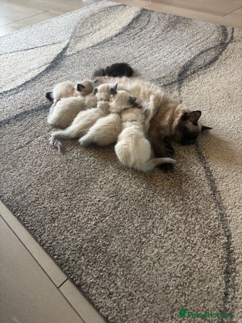 Ragdoll cats **Gorgeous Ragdolls** - Advert 1