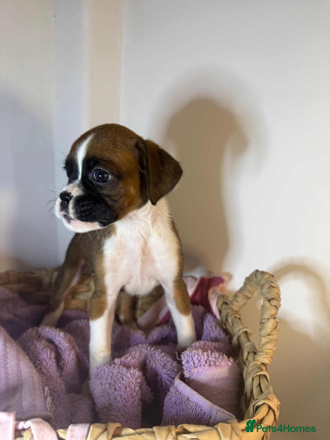 Boxer dogs for sale: Flashy boxer/red - natural bob tail/tail  - Image 17