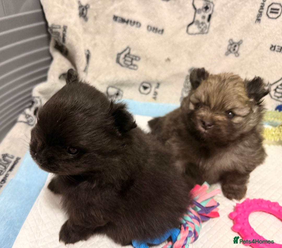 Pomeranian dogs for sale: Tiny Pomeranians - only boy left  - Advert 4