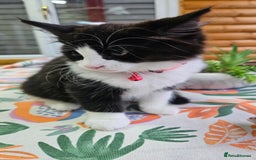 Mixed Breed cats for sale: Long haired black and white girl  - Image 5