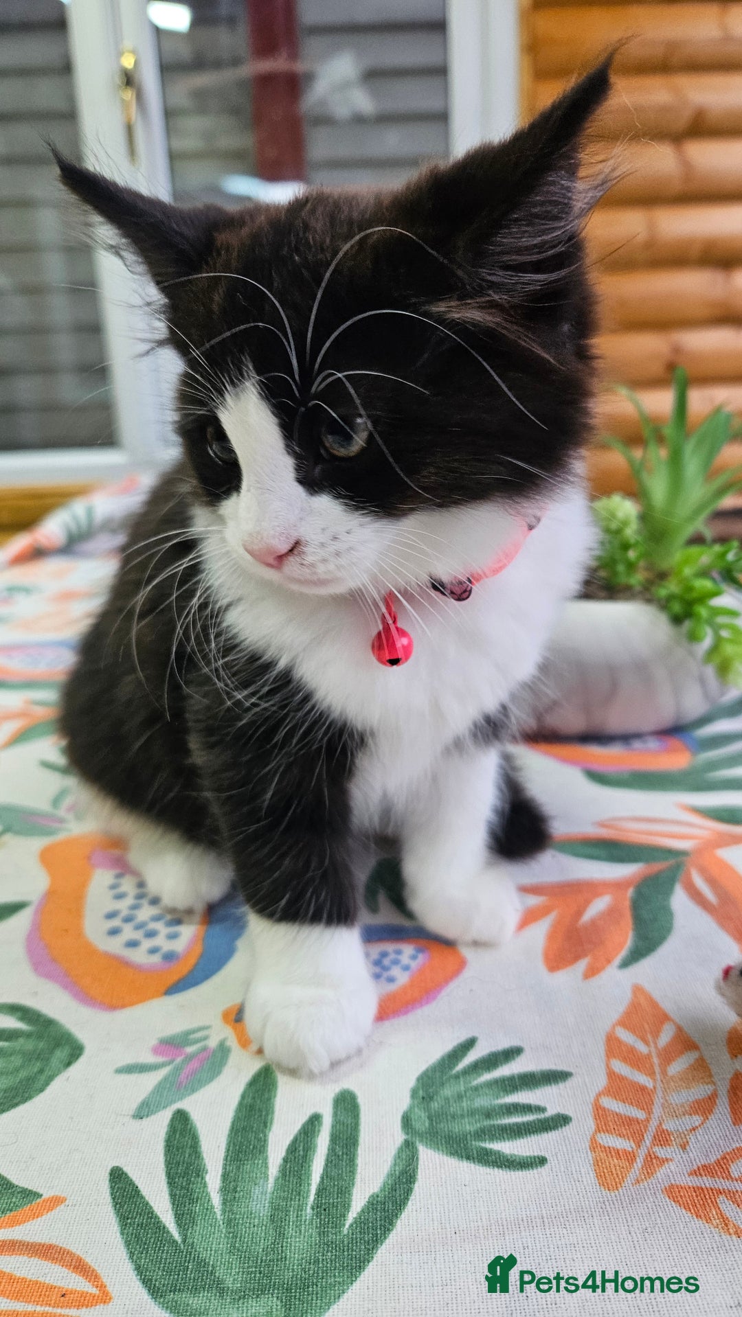 Mixed Breed cats for sale: Long haired black and white girl  - Image 5