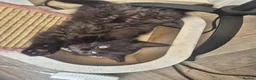 Norwegian Forest Cat cats for sale: Norwegian forest mixed Russian blue - Advert 9