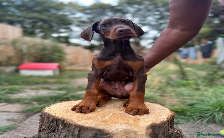 Dobermann dogs - Advert 4