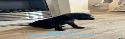 Patterdale Terrier dogs for sale: Patterdale terriers  - Advert 5