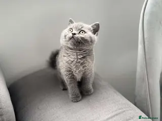 British Shorthair cats British shorthair kittens last grey boy - Advert 16