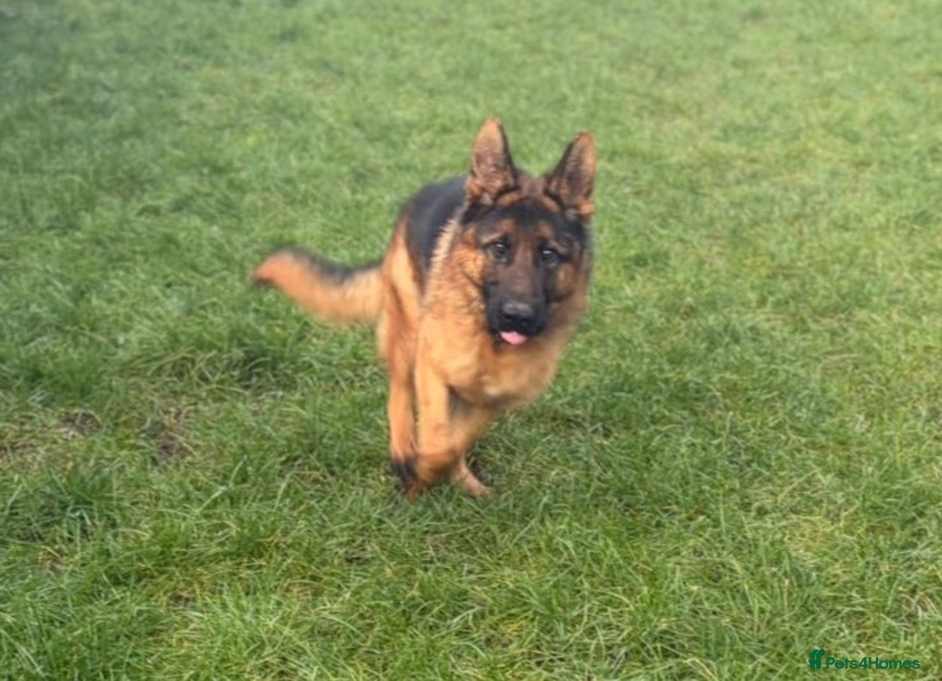 German Shepherd dogs Stunning male German shepherd for sale - Advert 2