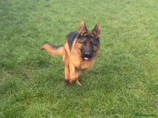 German Shepherd dogs Stunning male German shepherd for sale - Advert 2
