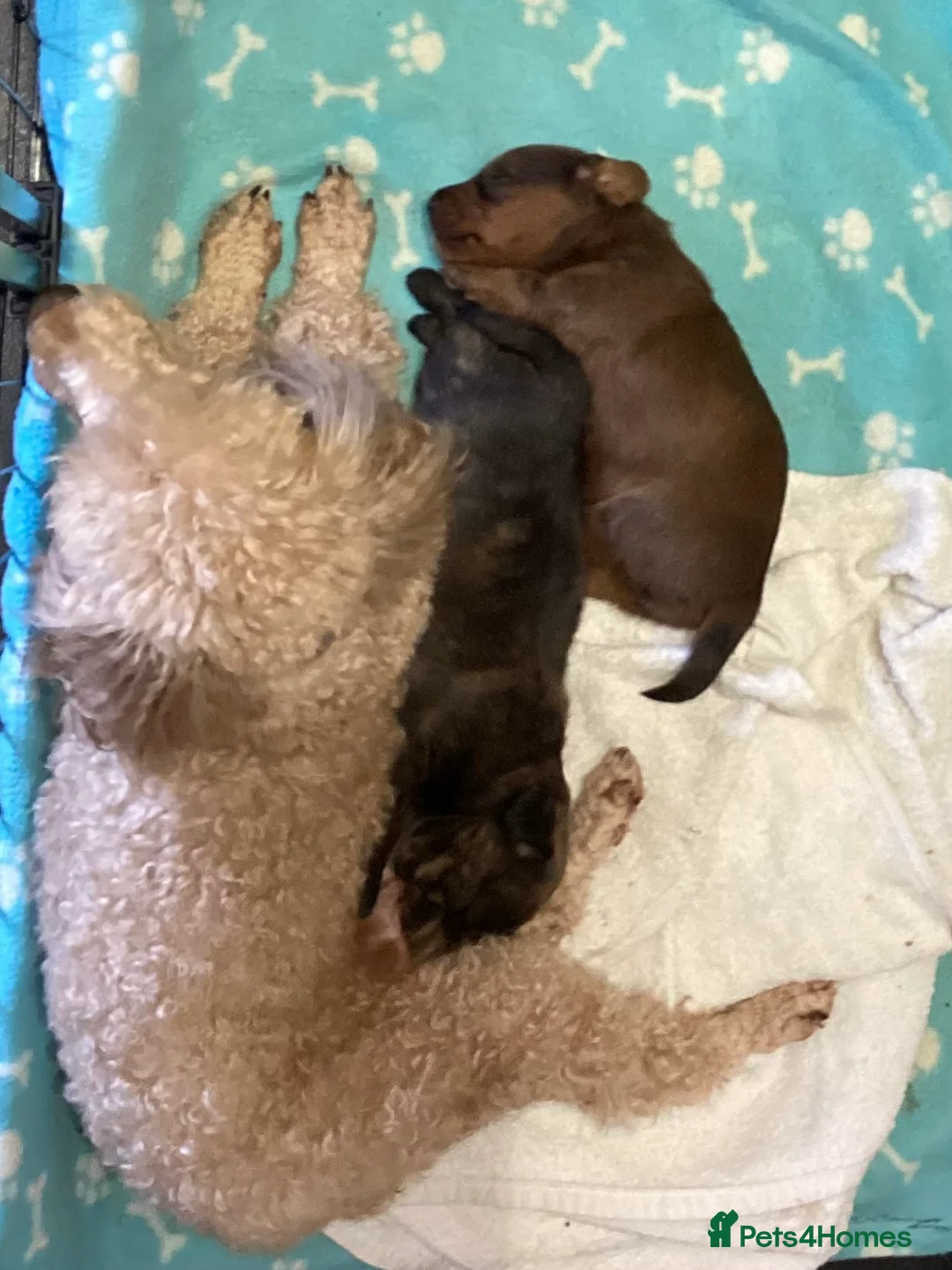 Doxiepoo dogs for sale: Doxiepoo Puppies, health tested, Dna clear parents - Advert 3