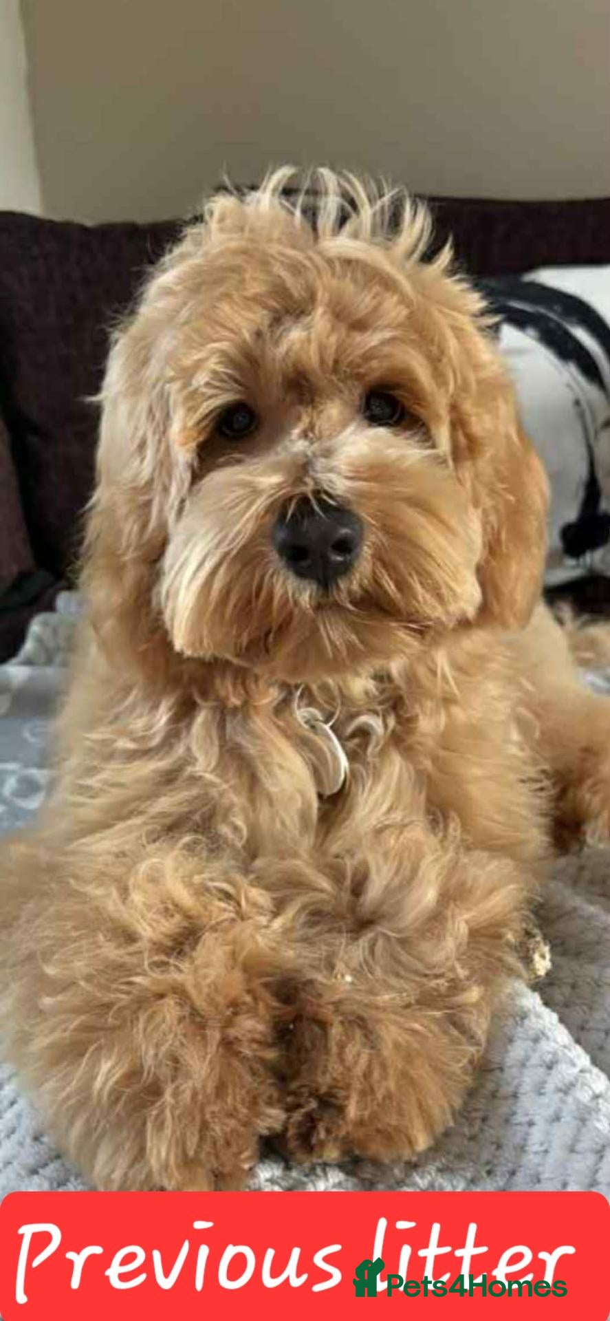 Australian Labradoodle dogs Australian Labradoodle Small Size  - Advert 1