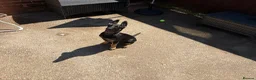 German Shepherd dogs for sale: 12 week old German shepherd  in Salford - Advert 3