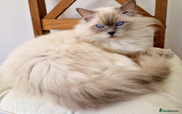 Ragdoll cats for stud: Ragdoll Stud Lilac Colour GCCF Active. in Sheffield - Image 4
