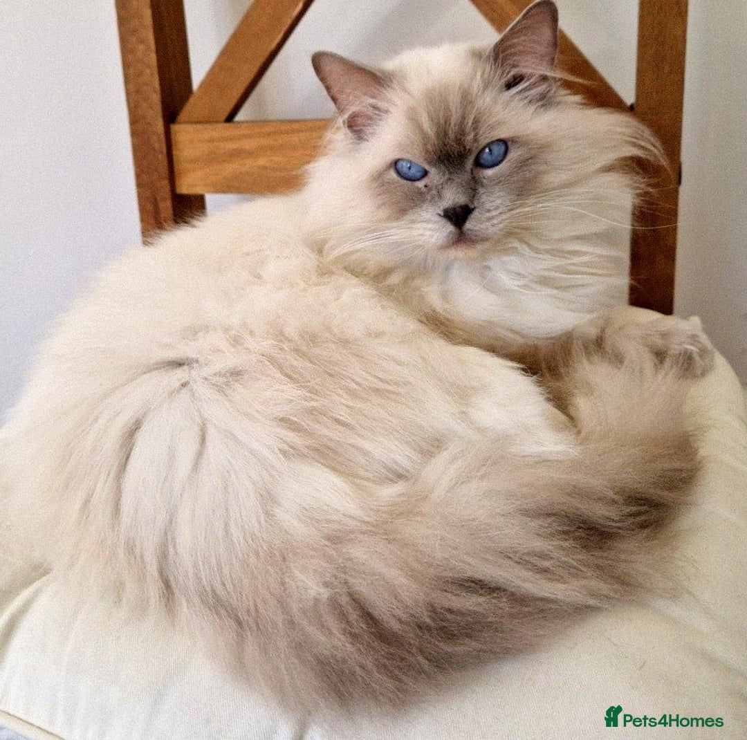 Ragdoll cats for stud: Ragdoll Stud Lilac Colour GCCF Active. in Sheffield - Image 4