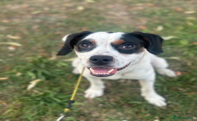 Mixed Breed dogs - Advert 1