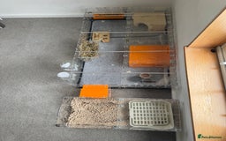 Guinea Pig rodents for sale: Two male guinea pigs and their Guinea Loft cage - Image 9