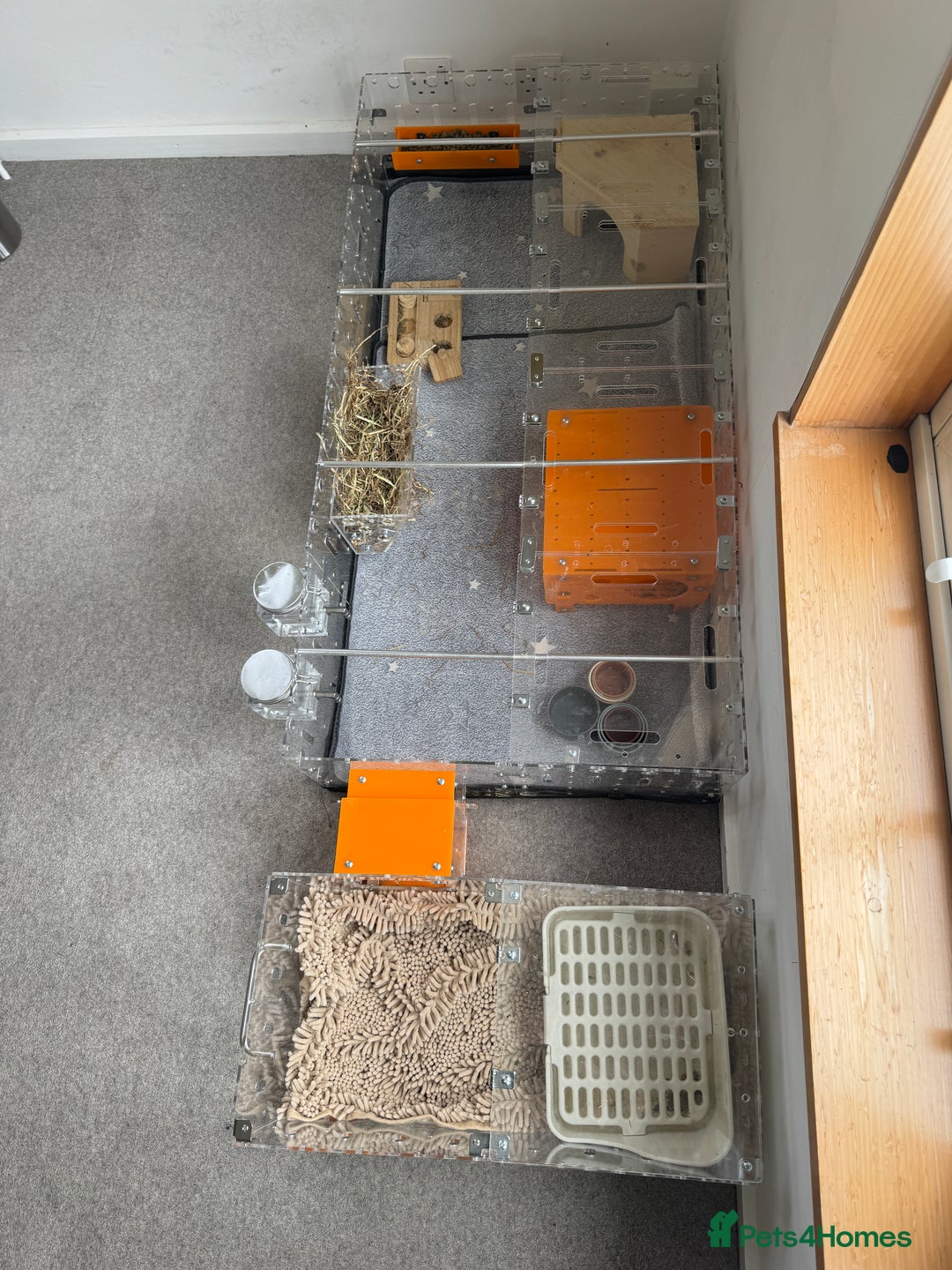 Guinea Pig rodents for sale: Two male guinea pigs and their Guinea Loft cage - Image 9
