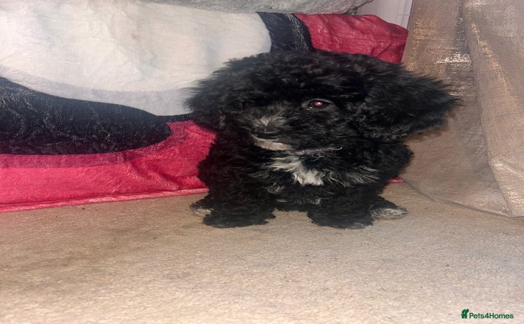 Maltipoo dogs - Advert 1