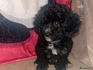 Maltipoo dogs - Advert 8