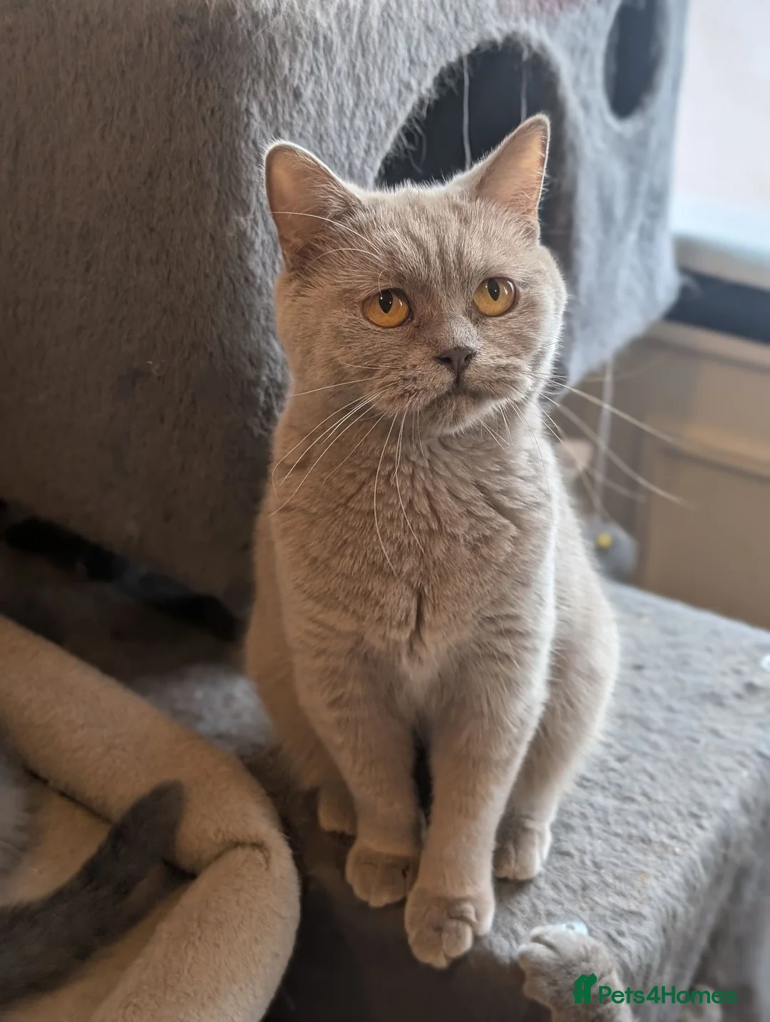 British Shorthair cats for sale: Lilac British shorthair female  - Advert 2