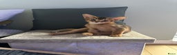 Abyssinian cats for sale: Pedigree Abyssinian kittens  - Advert 15
