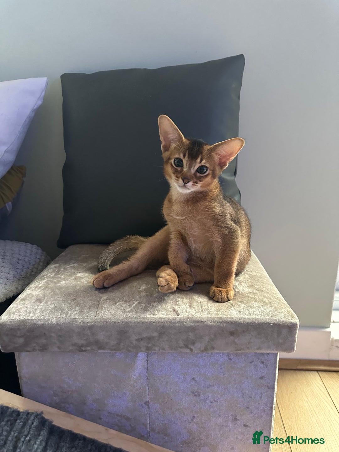 Abyssinian cats for sale: Pedigree Abyssinian kittens  - Advert 15
