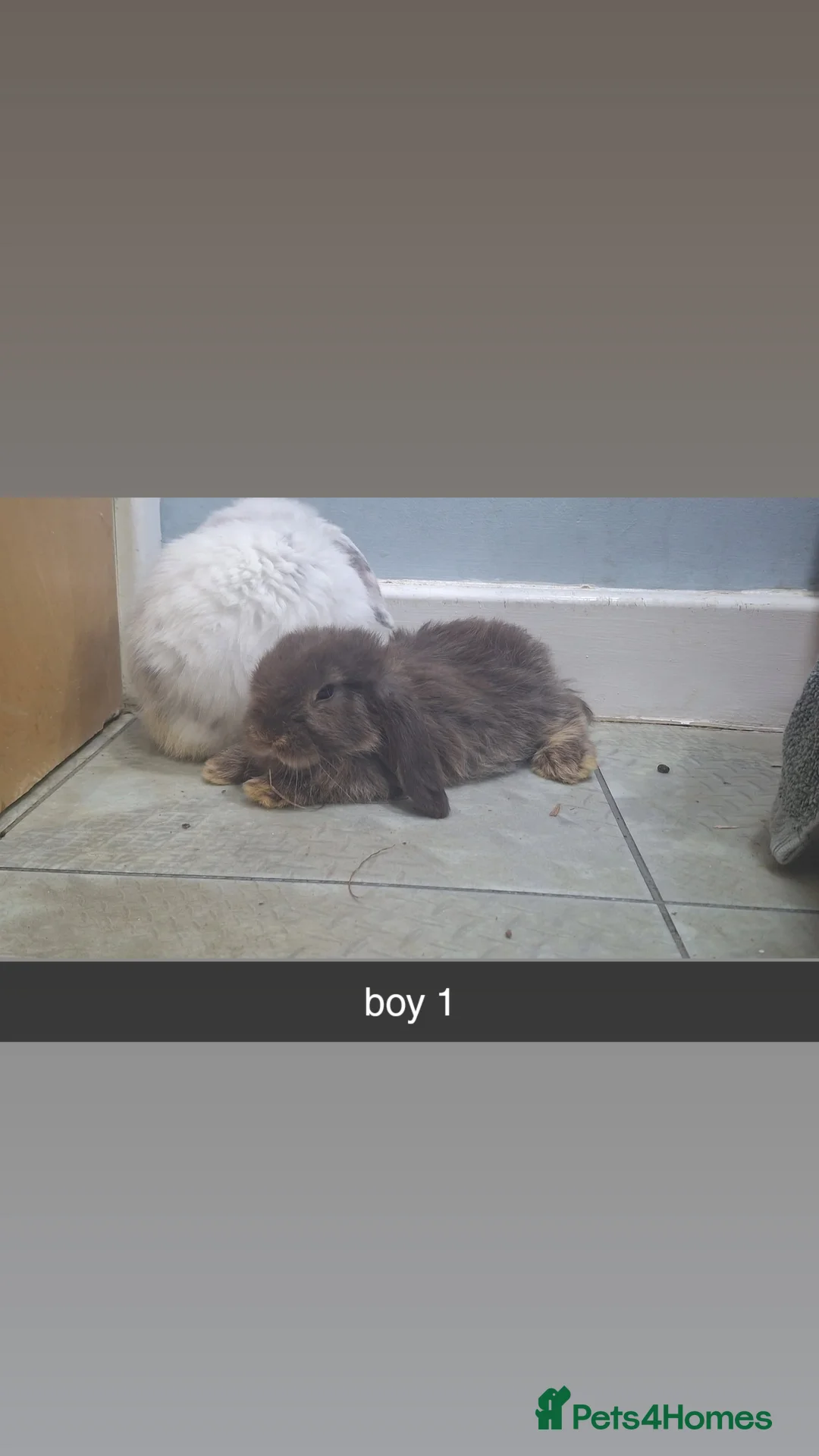 Mini Lop rabbits for sale: 4 beautiful mini lops, 2 boys 2 girls - Advert 7