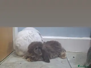 Mini Lop rabbits 2 beautiful male mini lops - Advert 6