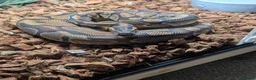 Python Snake reptiles for sale: 2 x royal pythons for sale/rehome in Coalville - Advert 2