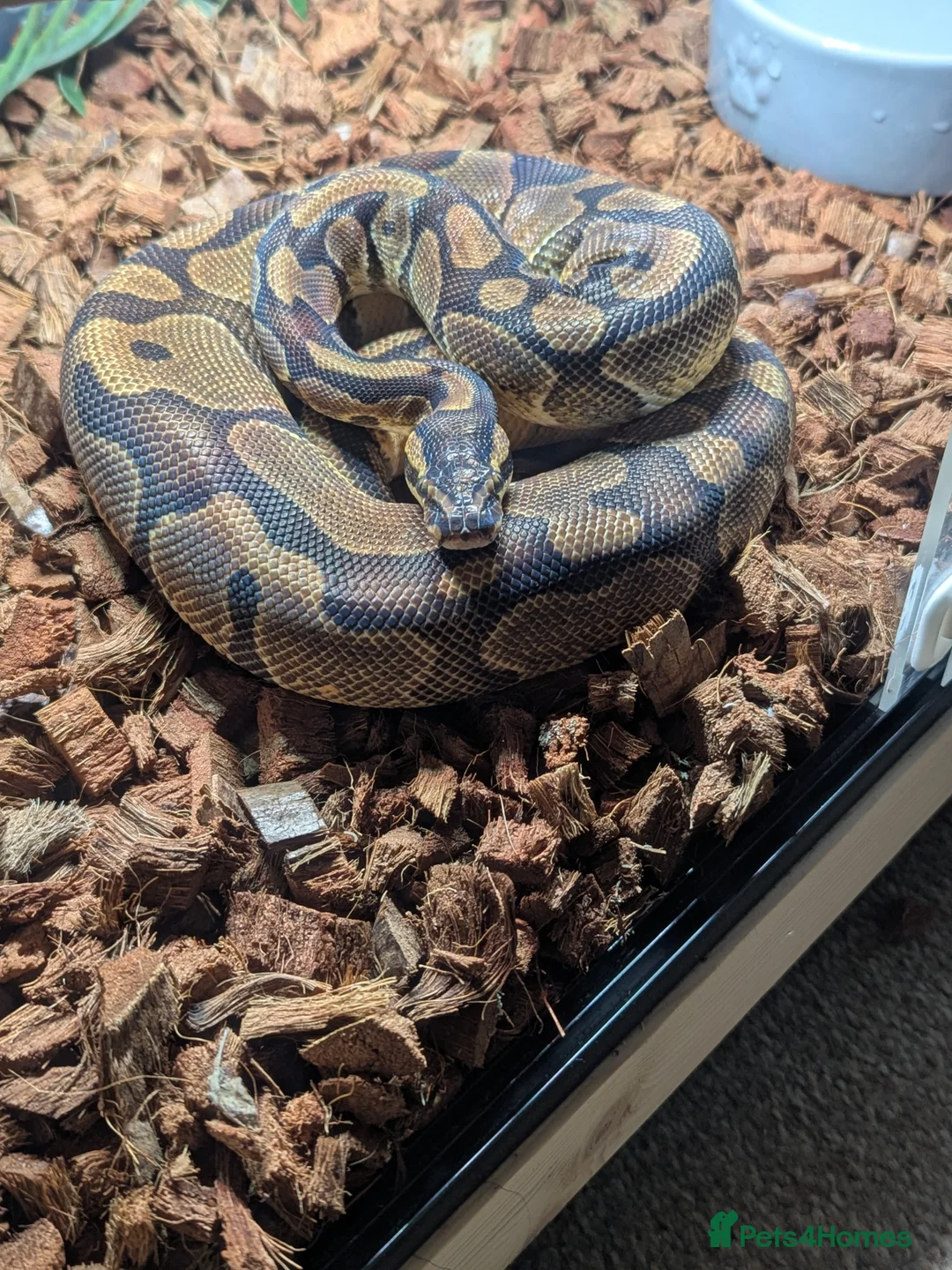 Python Snake reptiles for sale: 2 x royal pythons for sale/rehome in Coalville - Advert 2