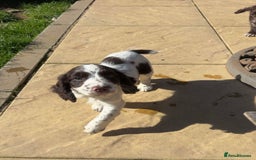 Cocker Spaniel dogs for sale: Working Cocker Spaniel Puppies  - Image 9