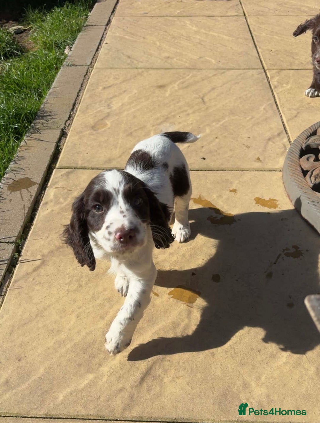 Cocker Spaniel dogs for sale: Working Cocker Spaniel Puppies  - Image 9