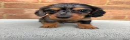 Miniature Dachshund dogs for sale: Champion bloodline miniature long haired dachshund - Advert 6