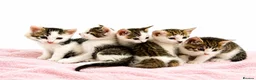 Mixed Breed cats for sale: Beautiful Tabby Mix Kittens  - Advert 6