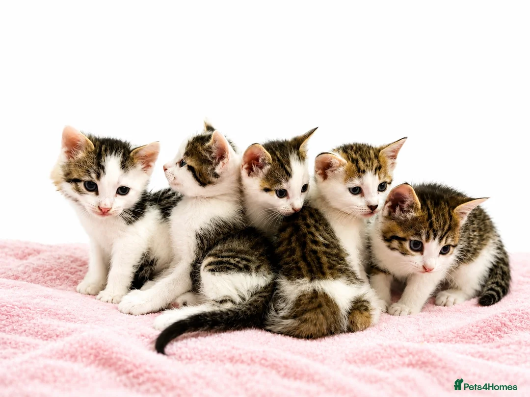 Mixed Breed cats for sale: Beautiful Tabby Mix Kittens  - Advert 6