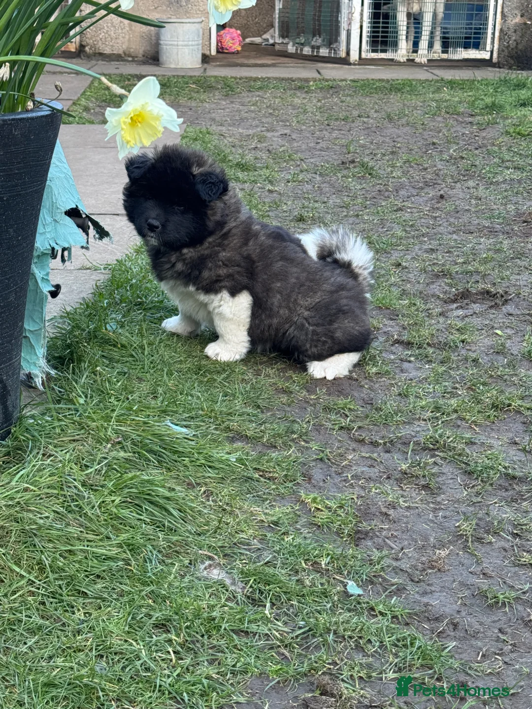 Akita dogs for sale: Female Long Coat Akita - Advert 2