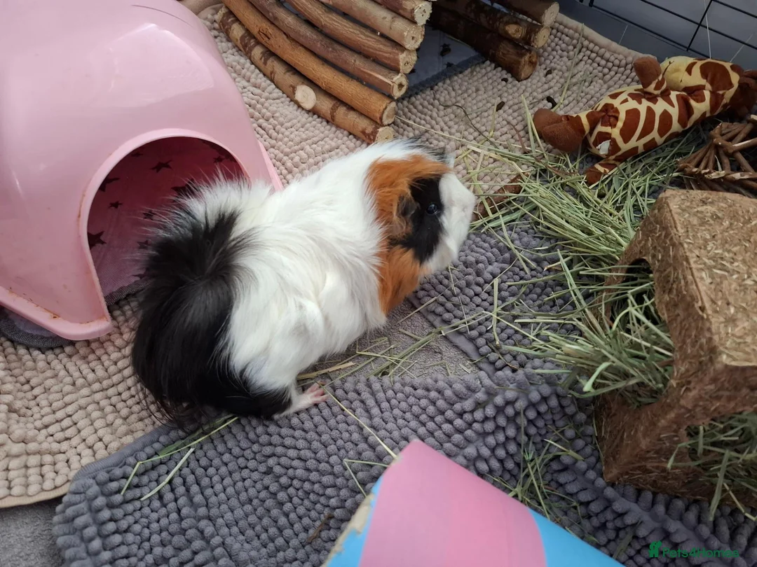 Guinea Pig rodents for sale: 2 x female guinea pigs complete setup - Advert 2