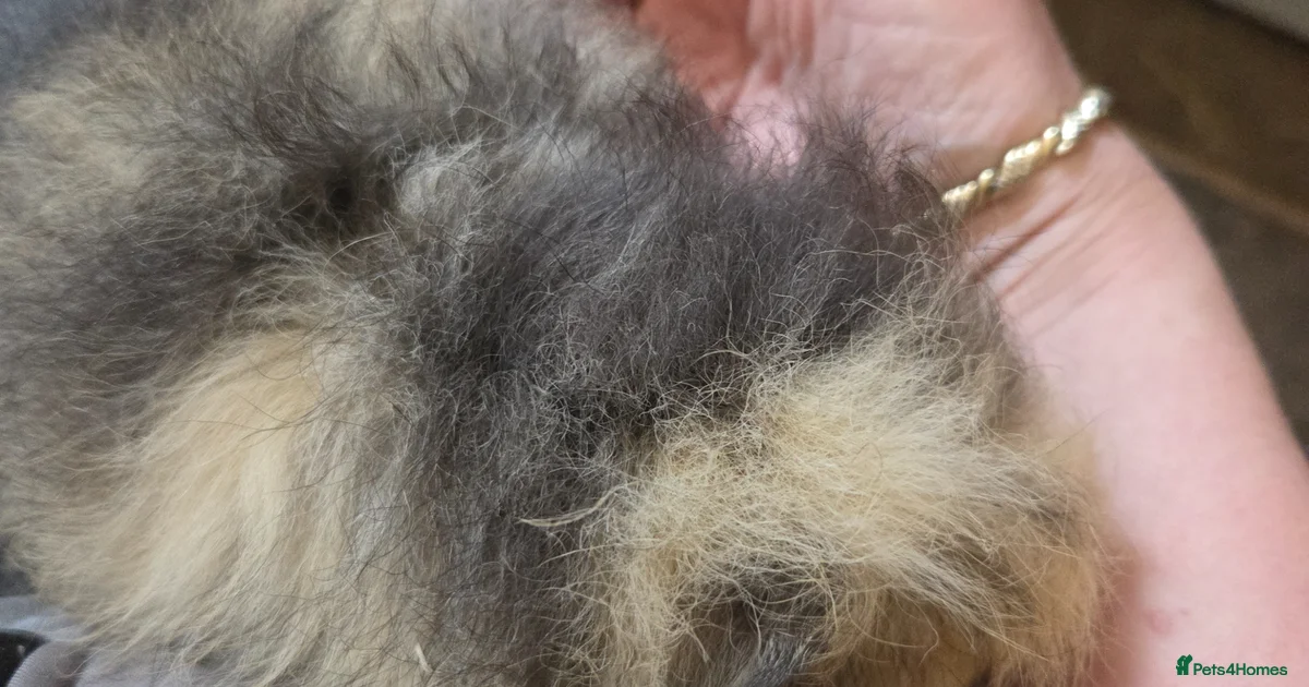 Cali Guinea Pig Rodents For Sale Pets4Homes cali-guinea-pig-rodents-for-sale-pets4homes