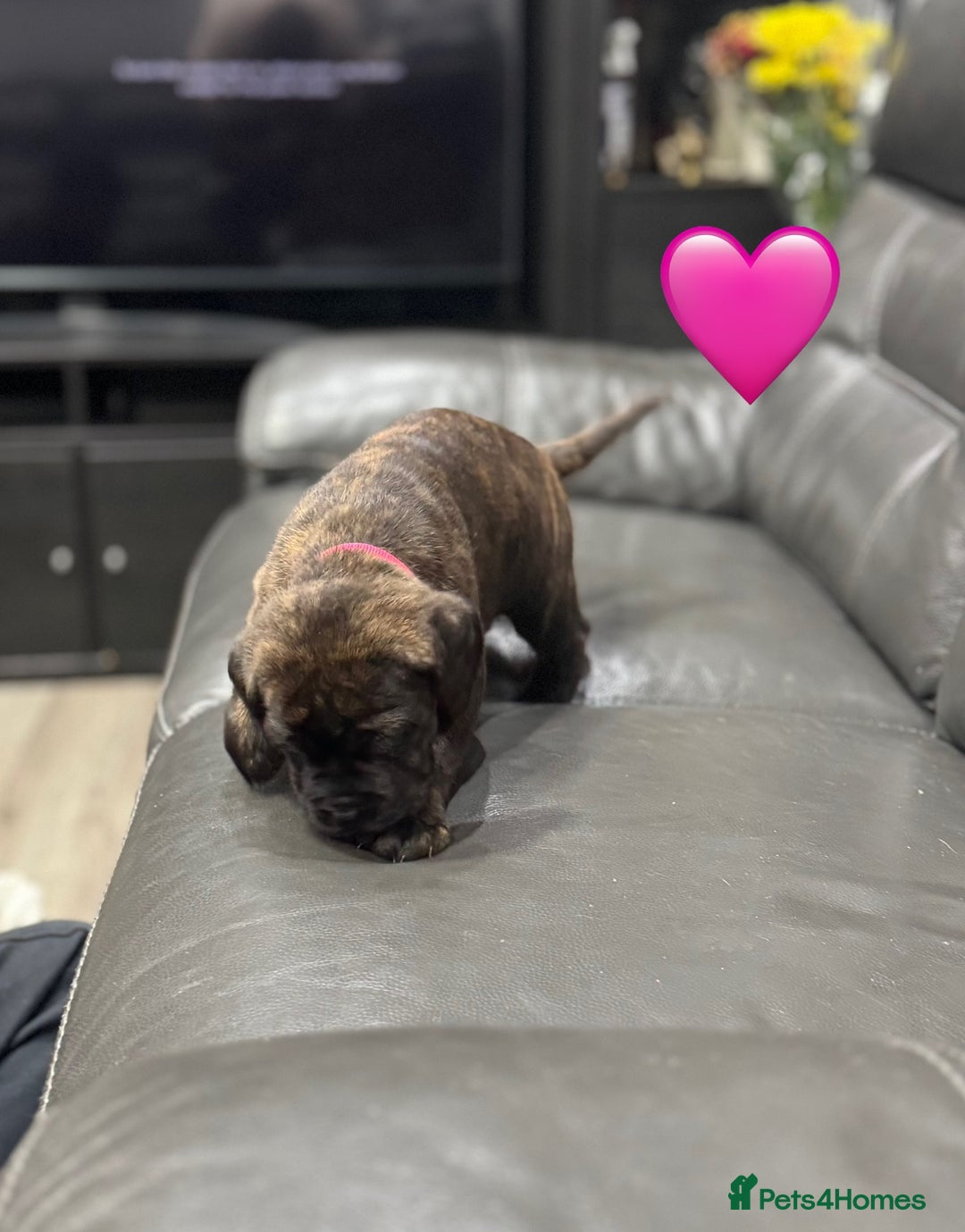 Cane Corso dogs for sale: Chunky Cane Corso Cross Pups – Ready Next Week! - Image 24
