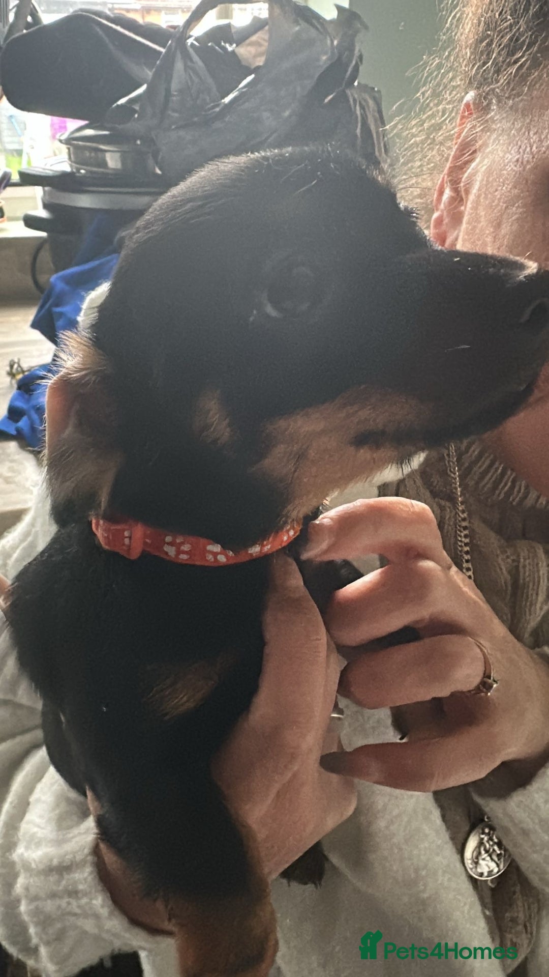 Mixed Breed dogs for sale: Dachshund X Yorkshire Terrier puppies  - Advert 5