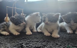 Mixed Breed cats for sale: Beautiful black and white kittens - Image 1