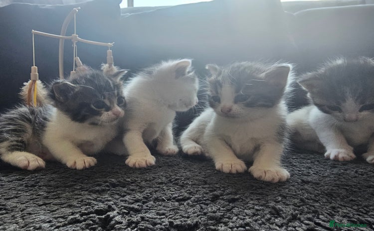 Mixed Breed cats - Advert 1