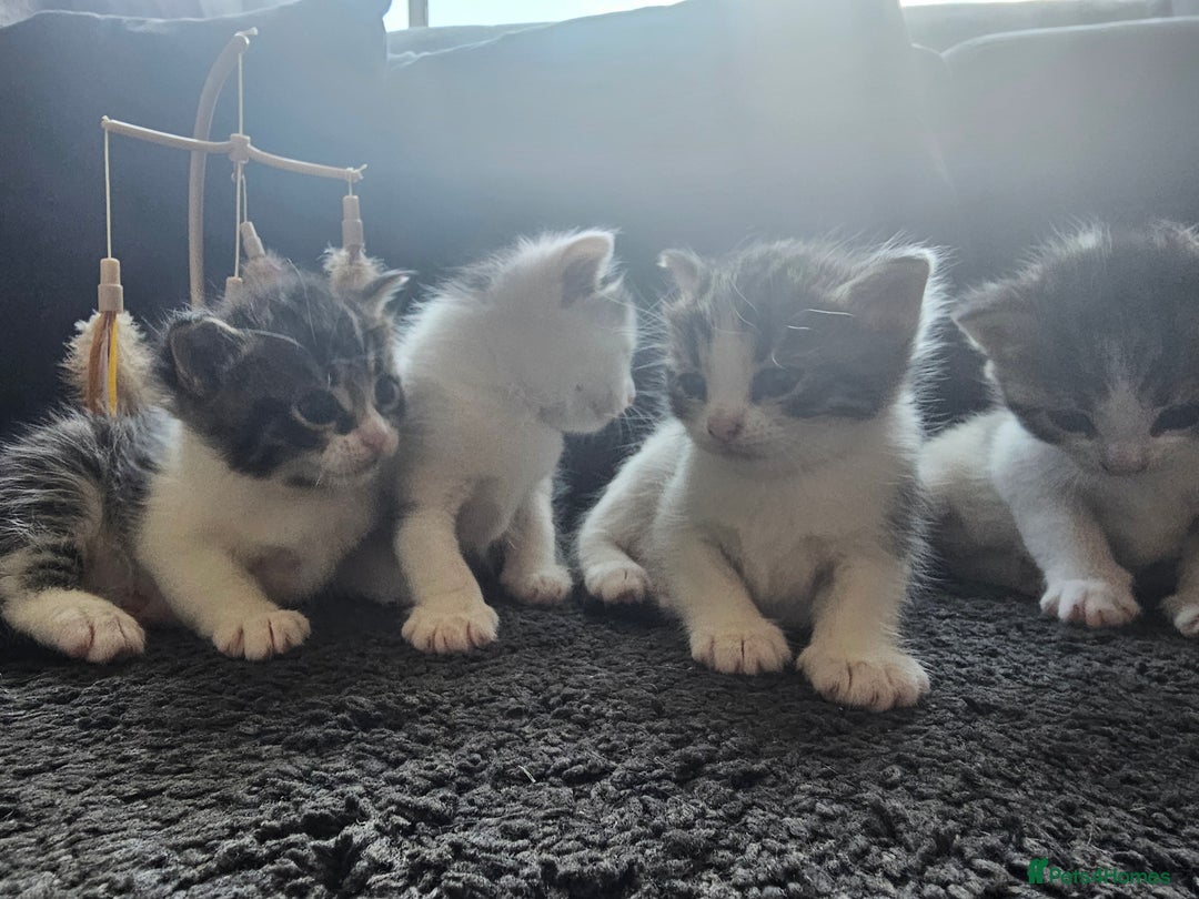 Mixed Breed cats for sale: Beautiful black and white kittens - Image 1