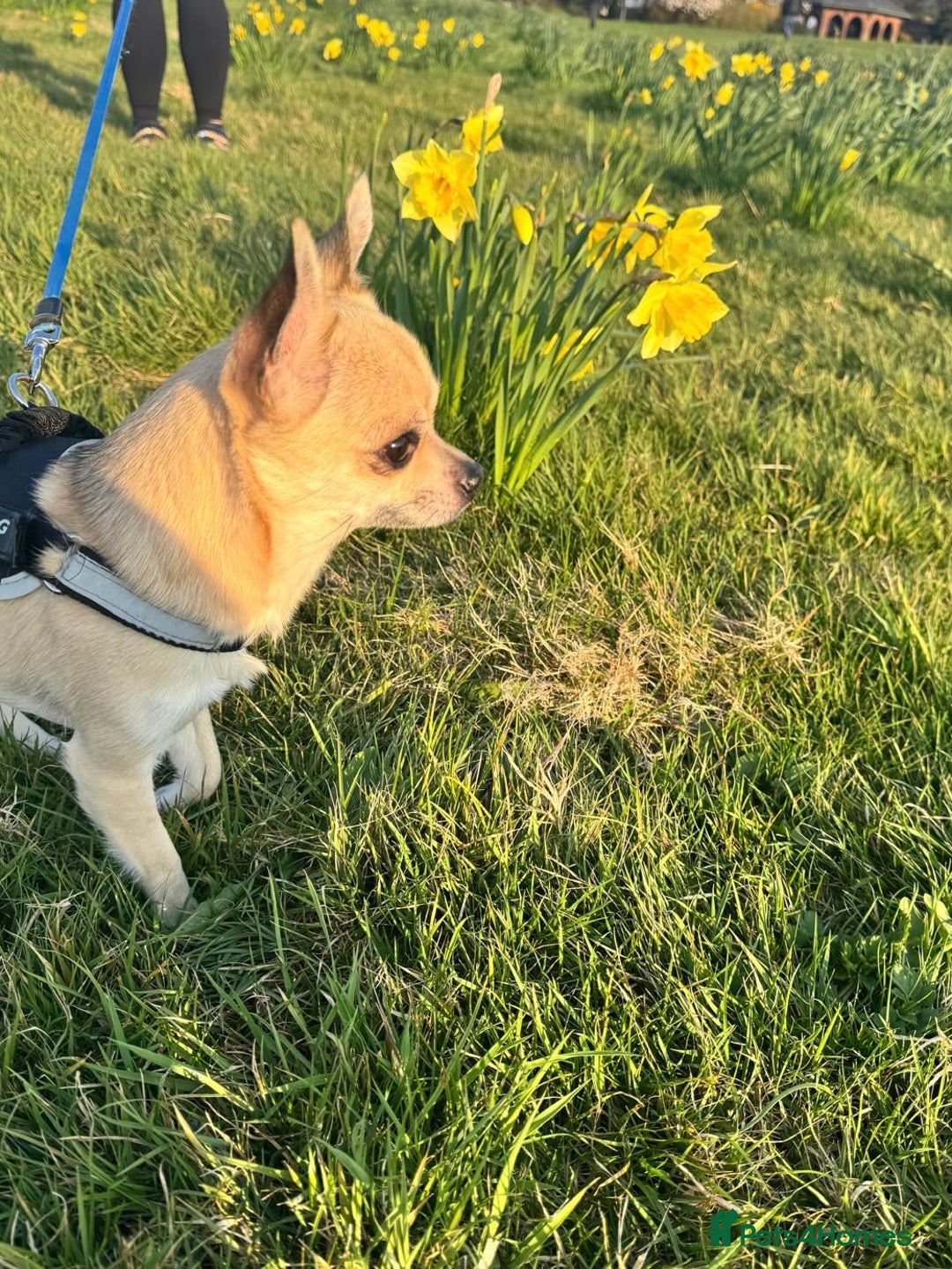Chihuahua dogs for stud: Buddy - Image 2