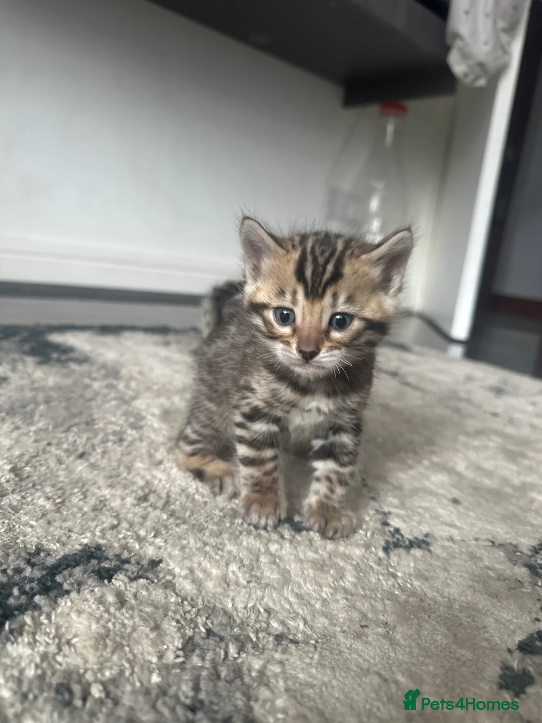 Mixed Breed cats for sale: Beautiful Bengal Ragdoll Mix Kittens for Sale - Advert 4